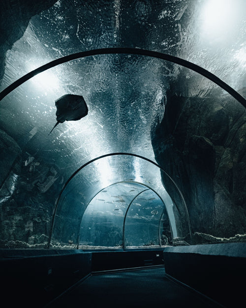 Túnel del acuario