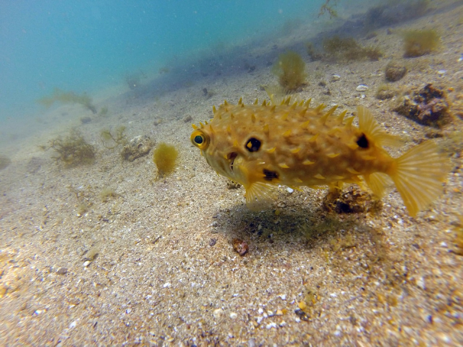 Buceo con cilindro en Búzios — Vive Brasil
