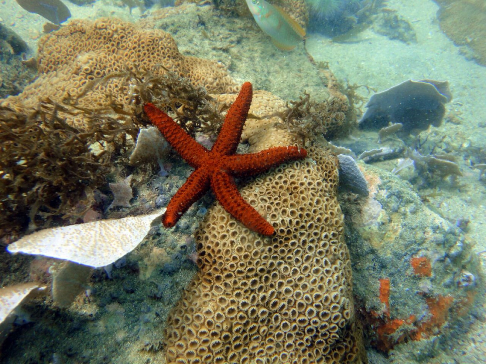 Buceo con cilindro en Búzios — Vive Brasil