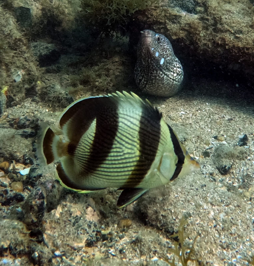 Buceo con cilindro y almuerzo — Vive Brasil