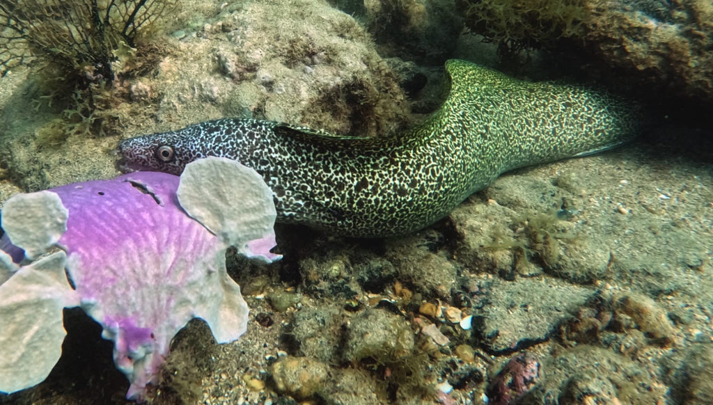 Buceo con cilindro y almuerzo — Vive Brasil