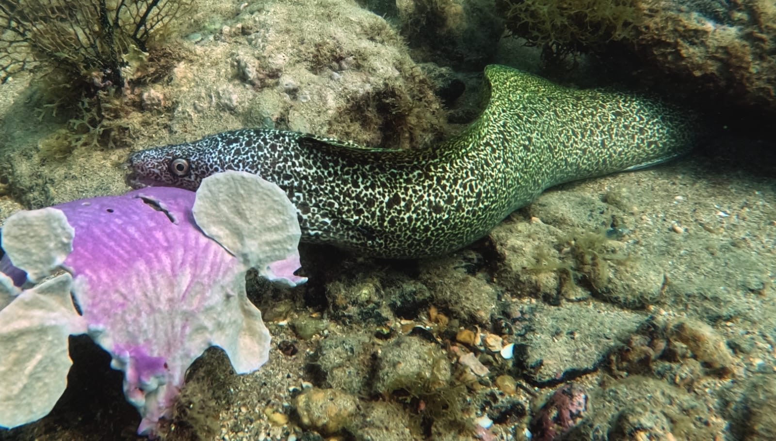 Buceo con cilindro y almuerzo — Vive Brasil