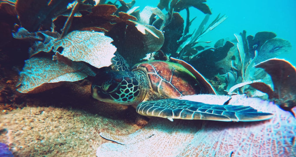 Buceo con cilindro y almuerzo — Vive Brasil