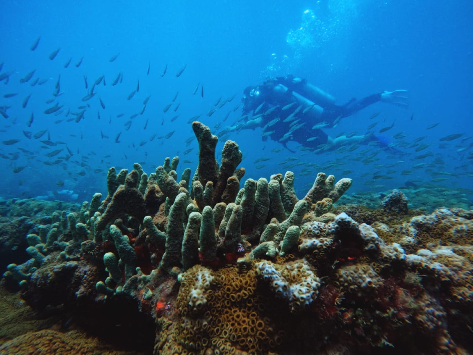 Buceo con cilindro y almuerzo — Vive Brasil